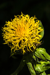 centaurée à gros capitules