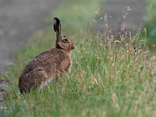 Closeup of an European Hare (Lepus europaeus) sitting in the grass, Germany