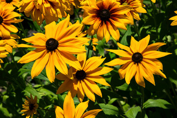 Rudbeckia fulgida