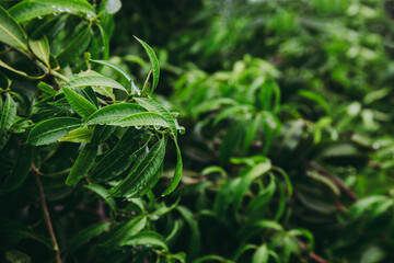 Fototapeta na wymiar Selective focused on Green leaf on tree with water after raining.