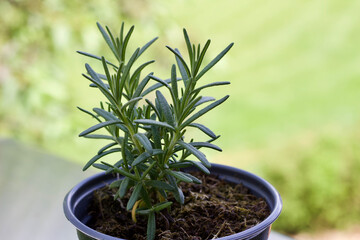 Close up view of a small potted rosemary herb plant with defocused outdoor background