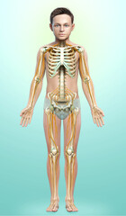 3d rendered medically accurate illustration of a young boy nervous system and skeleton system