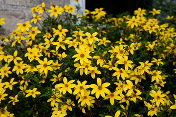 Coreopsis verticillata