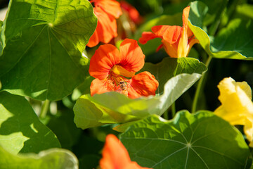 Fleur éclatante de cresson d'Inde orange avec feuillage luxuriant