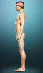 Naklejka premium 3d rendered medically accurate illustration of a male brain