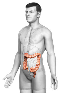 3d rendered, medically accurate illustration of male  large intestine anatomy