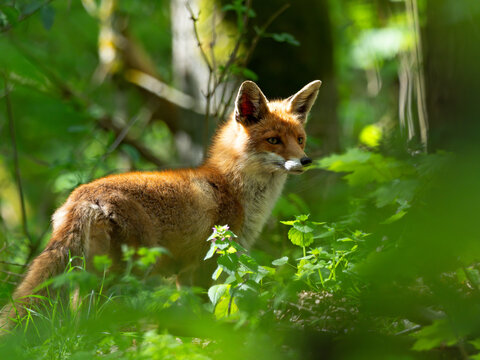 Wildlife photo of a Red Fox (Vulpes vulpes) standing in the wood, Germany