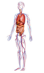 3d rendered medically accurate illustration of the circulatory  system and internal organs