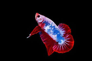 Beautiful colorful betta, Fighting fish the moving moment beautiful of fish betta in thailand on black background.
