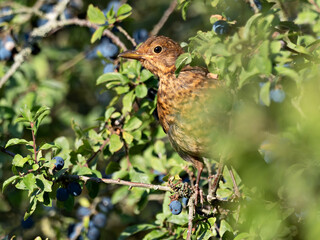 Closeup of a female Eurasian Blackbird (Turdus merula) searching for food in a fruit-bearing shrub, Germany