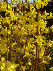 Forsythia
