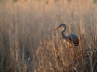 Wildlife photo of a Purple Heron (Ardea purpurea) at its nest in the reeds of a lake in the early morning sun, Germany