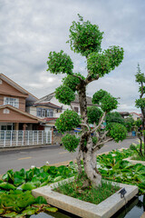 Fototapeta na wymiar bonsai tree in the garden