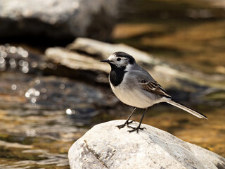 Closeup of a White Wagtail (Motacilla alba) standing on a rock at a river bank, Germany