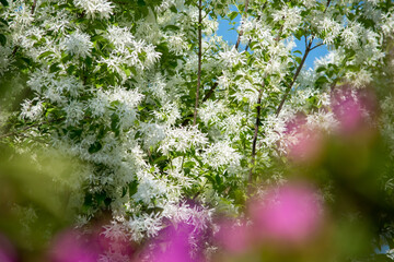”なんじゃもんじゃの木”と呼ばれているヒトツバタゴが見ごろを迎えました