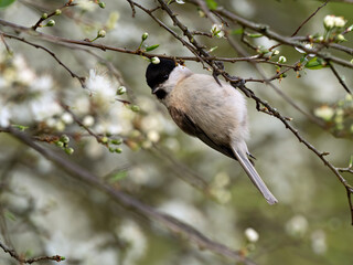 Closeup of a Marsh Tit (Parus palustris) in a flowering shrub, Germany