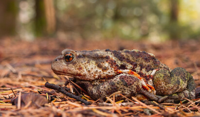 Zdjęcie przedstawia żabę zakamuflowaną w ściółce leśnej. © Piotr