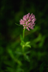 Dreamy nature scenes...