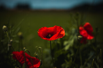 Obraz premium Poppy flower. Colorful,vivid close up of red, wild poppy flowers outdoors.