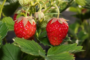 beautiful photo of strawberries growing in the garden