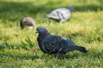 首の動きに特徴がある鳩