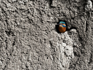 Wildlife photo of a Common kingfisher (Alcedo atthis) looking out of its nesting burrow in a...
