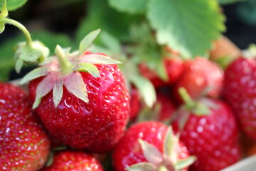 beautiful photo of strawberries growing in the garden