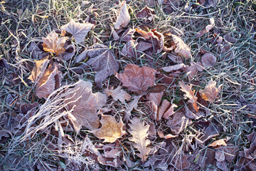 background with autumnal  frozen leaves
