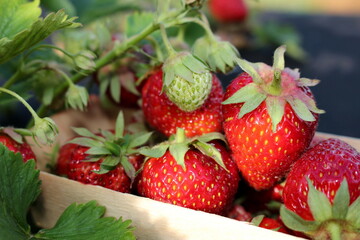 beautiful photo of strawberries growing in the garden