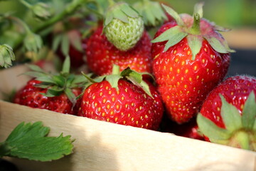 beautiful photo of strawberries growing in the garden