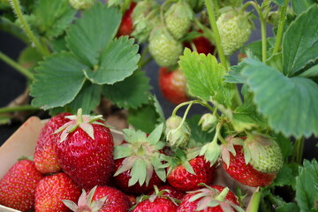 beautiful photo of strawberries growing in the garden