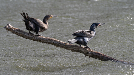 Wildlife photo of a male and a female Great Cormorant (Phalacrocorax carbo) standig on a dead branch in a river, resisting stormy weather conditions, Germany 