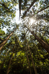 美しい新緑と太陽の輝き