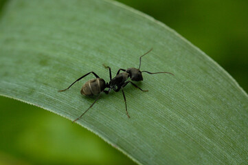 Carpenter ant