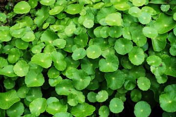 Centella asiatica green leave background