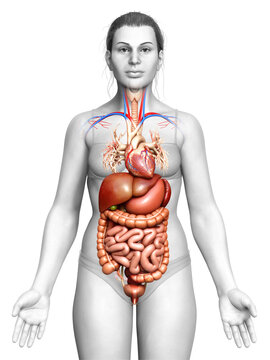 3d rendered medically accurate illustration of female Digestive System