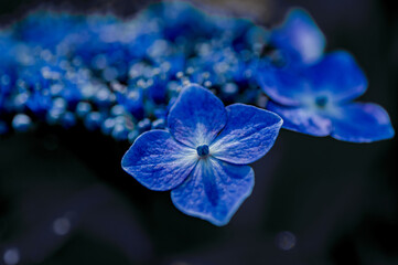 青い紫陽花のアップ
