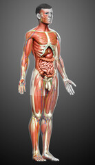 3d rendered medically accurate of the male anatomy