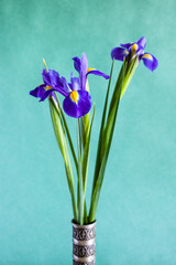vertical still-life - fresh iris flowers in pewter vase with green textured paper background (focus on petal of bloom on foreground)