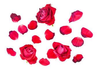 fallen petals and three withered blooms of red rose flowers isolated on white background