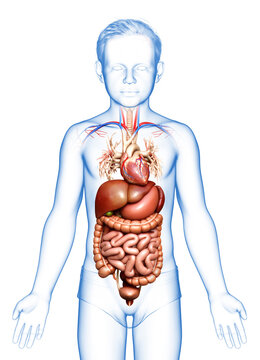 3d rendered medically accurate illustration of Boy Digestive System  and heart
