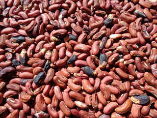 Long bean seeds with a natural background. The seeds are on drying process