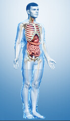 3d rendered medically accurate illustration of male Internal organs, skeleton and circulatory system