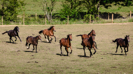 herd of horses running
