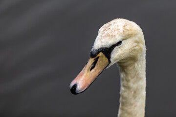 mute swan cygnus olor portrait