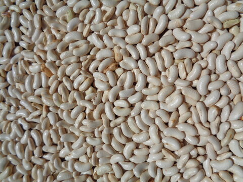 Long bean seeds with a natural background. The seeds are on drying process