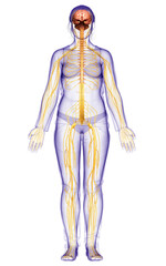 3d rendered medically accurate illustration of a female nervous system