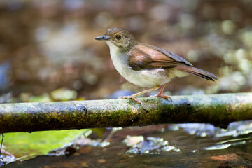 Beautiful adult Abbott's babbler, a cute bird, low angle view, side shot, foraging in the morning on the branch near the swamp in tropical rainforest, wildlife sanctuary in southern Thailand.