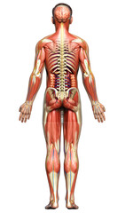 3d rendered medically accurate of the male anatomy