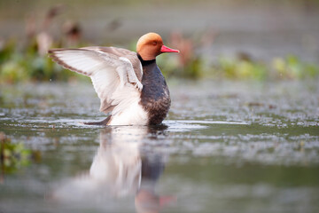 Closeup adult male Red-crested pochard (Netta rufina), low angle view, side shot, in the morning on beauty sunlight, spread wings and take off from wild abundance marsh, northern Thailand.